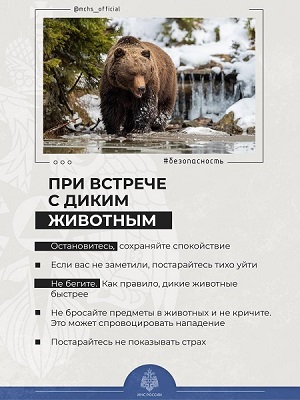 Осторожно, бродит медведь!. Осторожно, бродит медведь!.